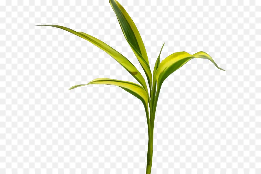 Hojas Verdes，Planta PNG