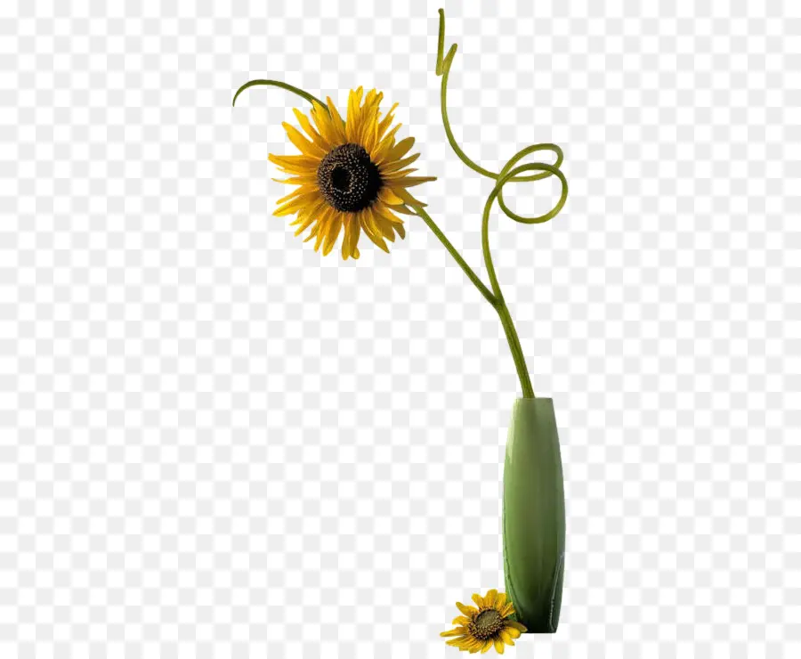 Girasol En Florero，Girasol PNG