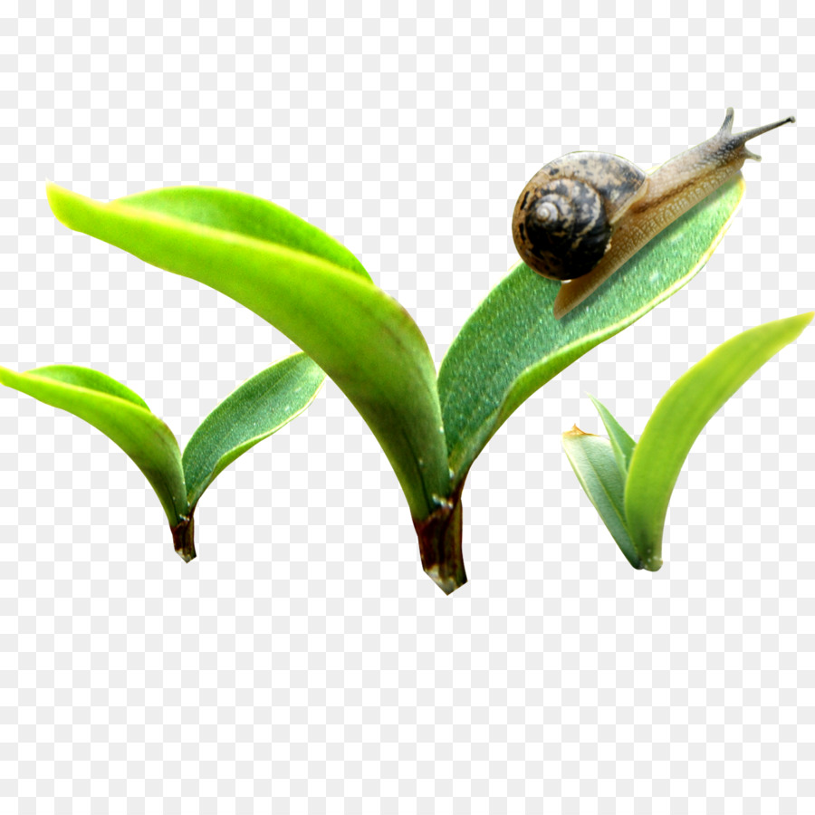 Plantilla，Bud PNG