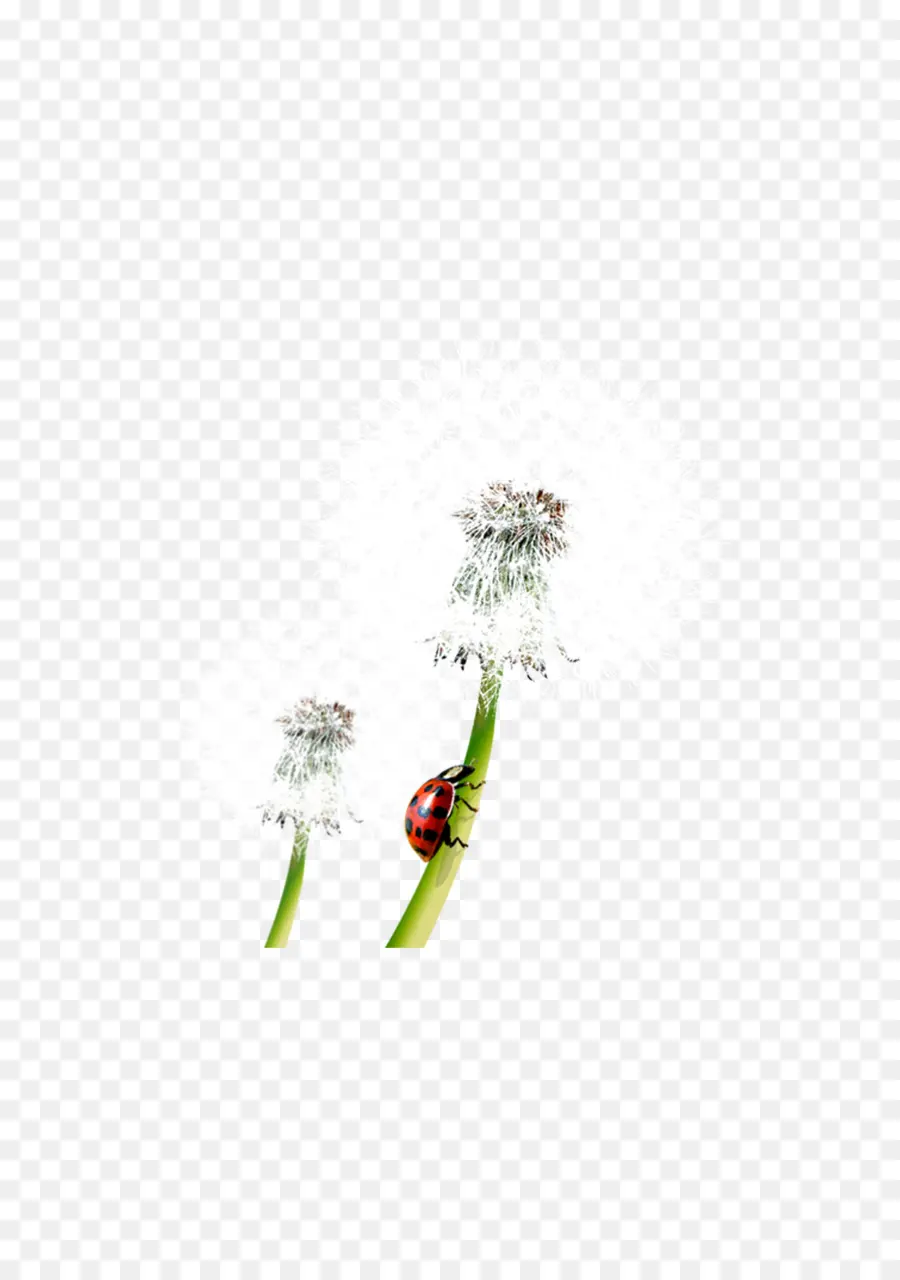 Taraxacum Platycarpum，Gratis PNG