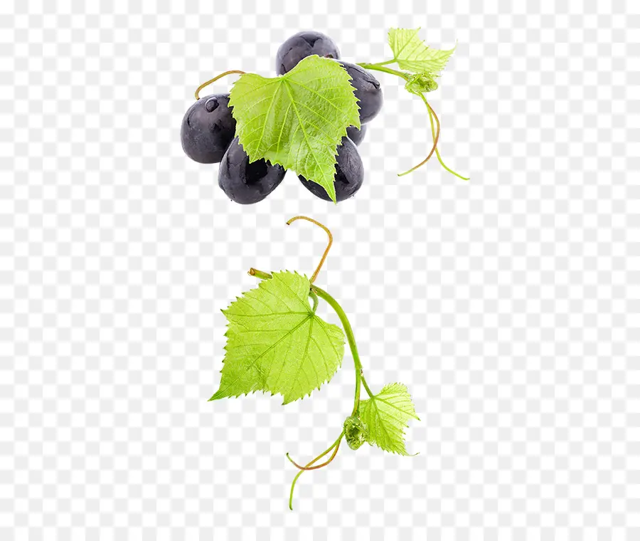 Común De La Uva De La Vid，Vino PNG