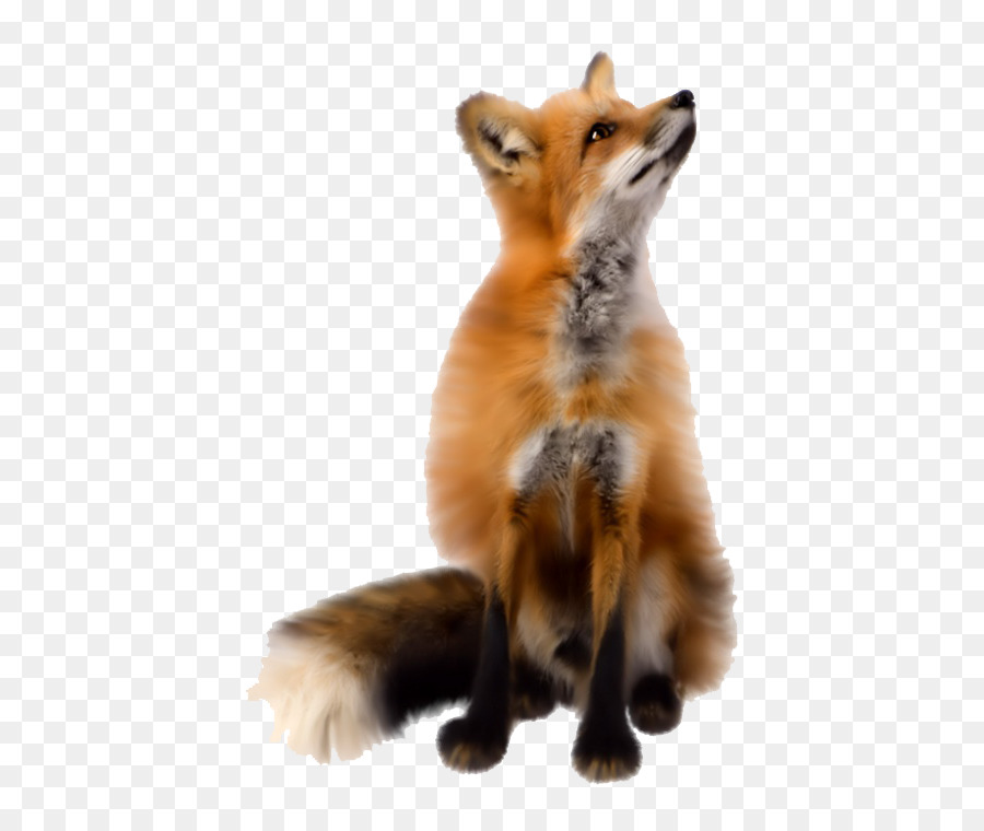Fox，Descargar PNG