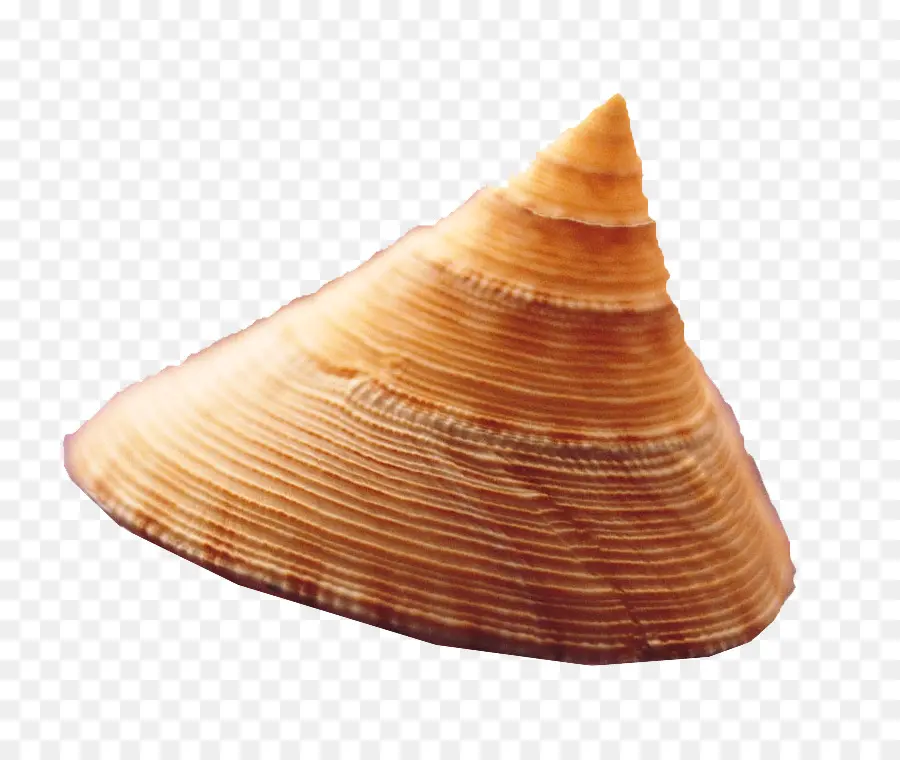 Concha，Caracol De Mar PNG