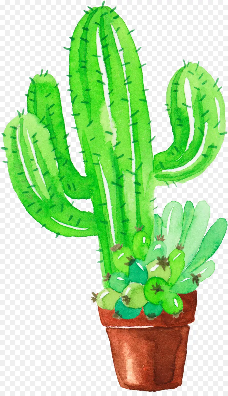 Cactaceae，Pintura De Acuarela PNG