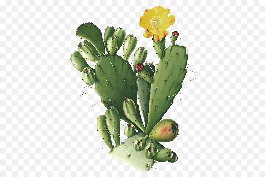 Cactaceae，Opuntia Monacantha PNG