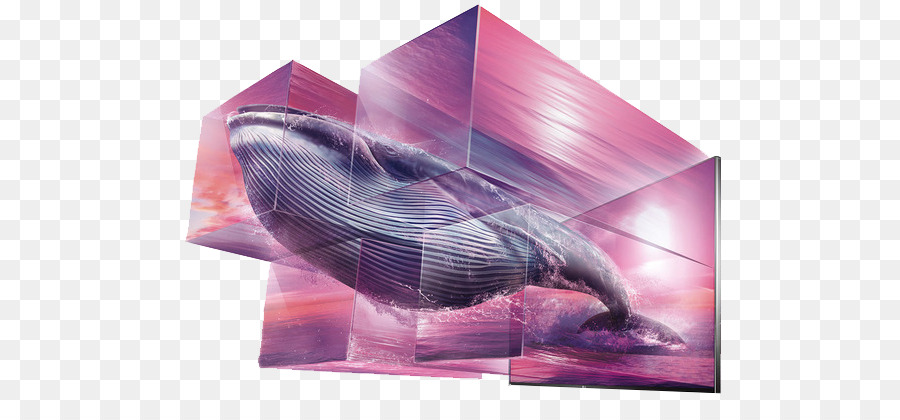 Ballena En Efecto 3d，Ballena PNG