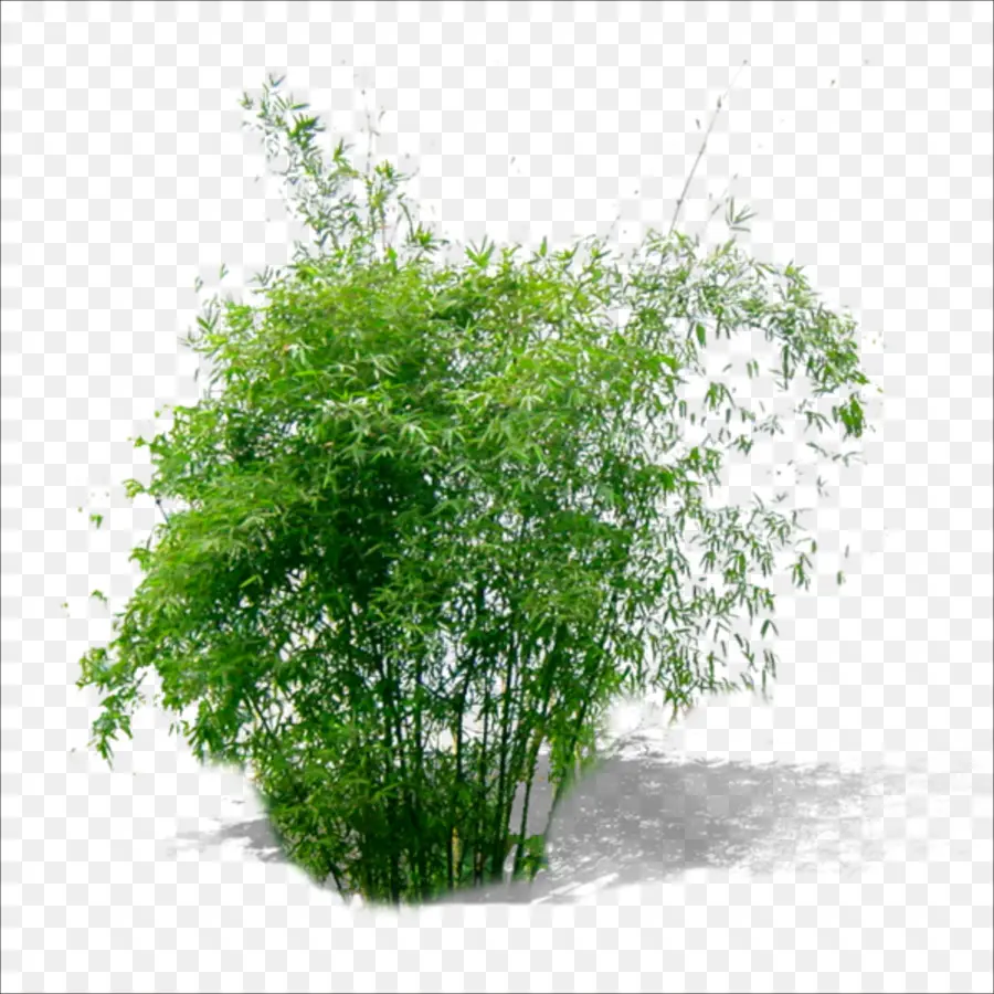 Bambú，Planta PNG