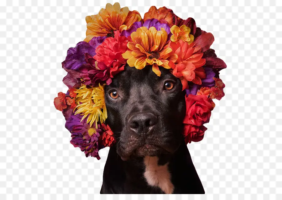 Perro Con Flores，Mascota PNG