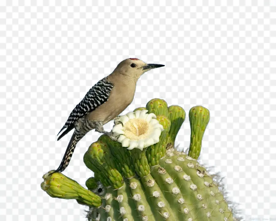 Pájaro En Cactus，Flor PNG