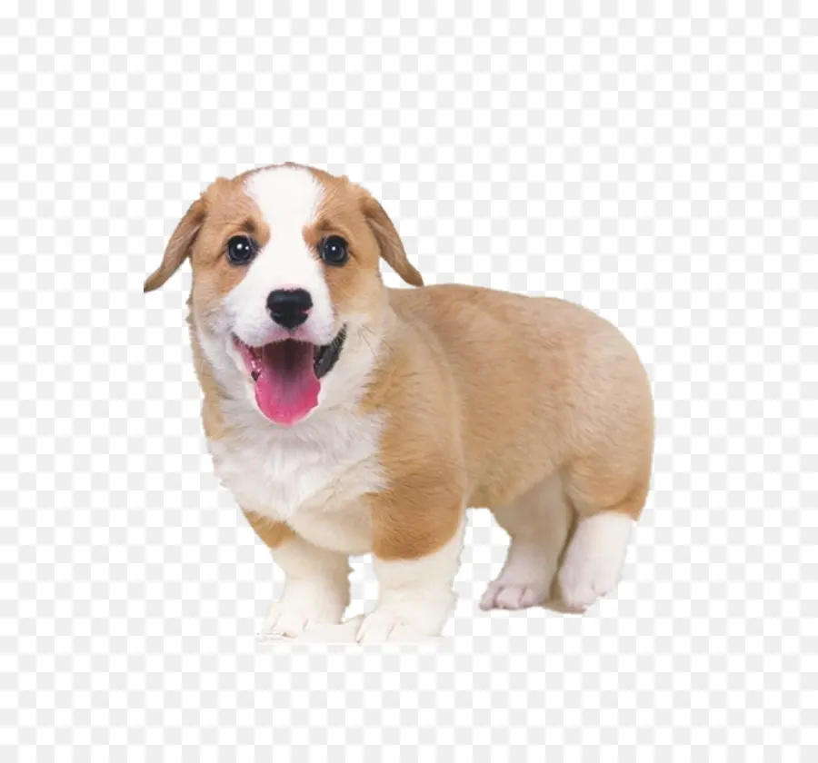 Pembroke Welsh Corgi，Cachorro PNG