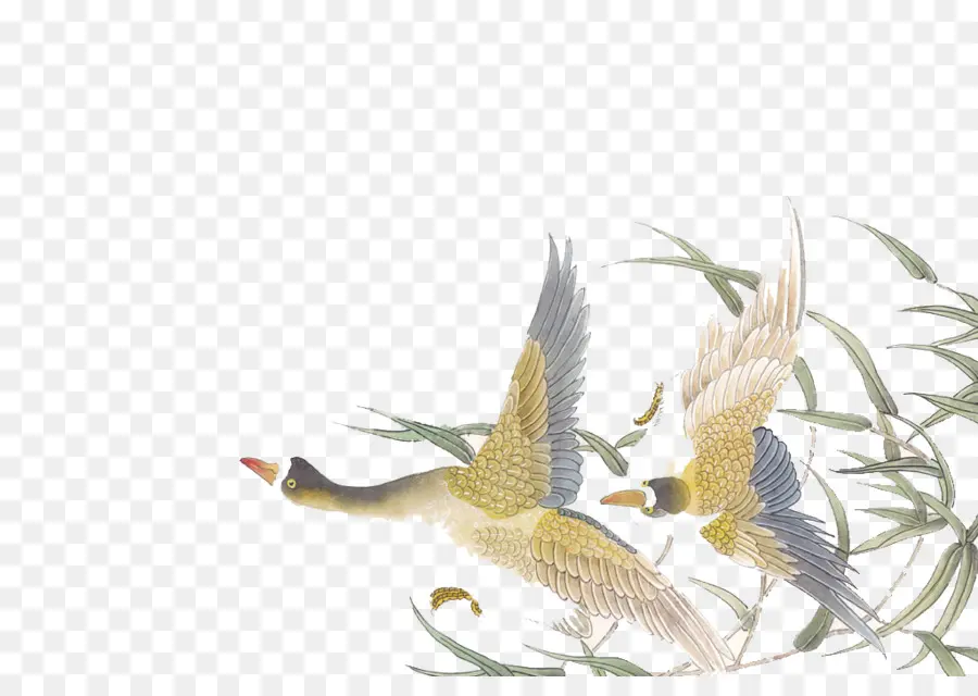 Aves Voladoras，Naturaleza PNG