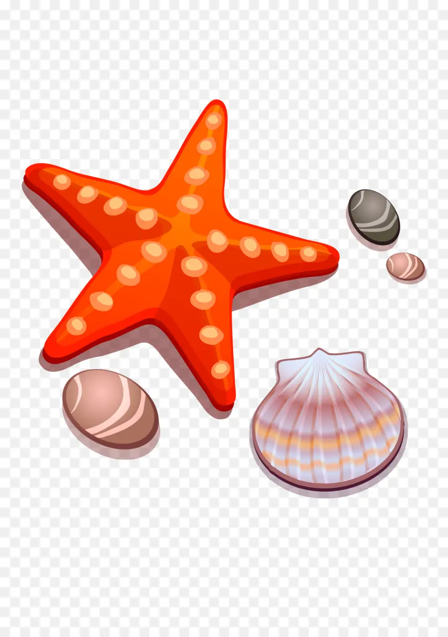 Estrella De Mar Roja，Conchas PNG