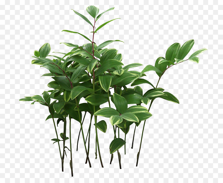 Verde，Púrpura PNG