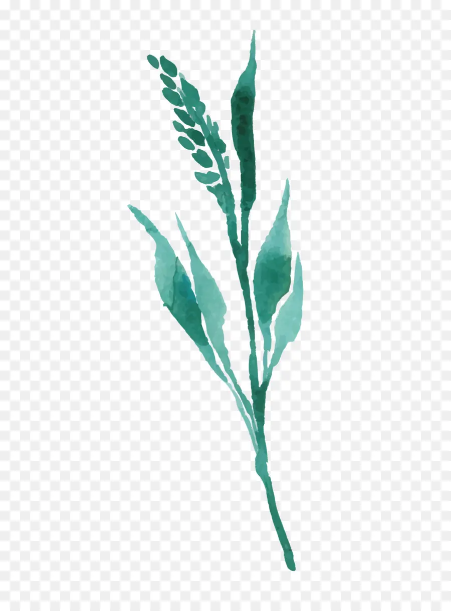 Planta，Dibujo PNG