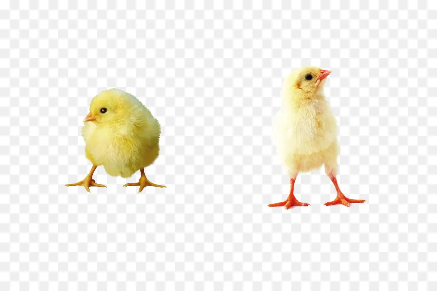 Pequeño Pato Amarillo Del Proyecto，Pato PNG