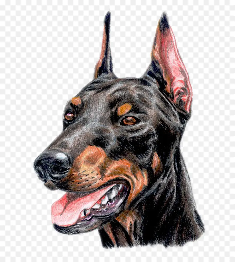 Doberman，Dihäresen Prueba De Trabajo PNG