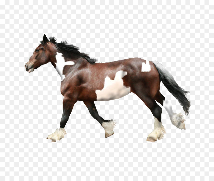 Potro，Caballo PNG