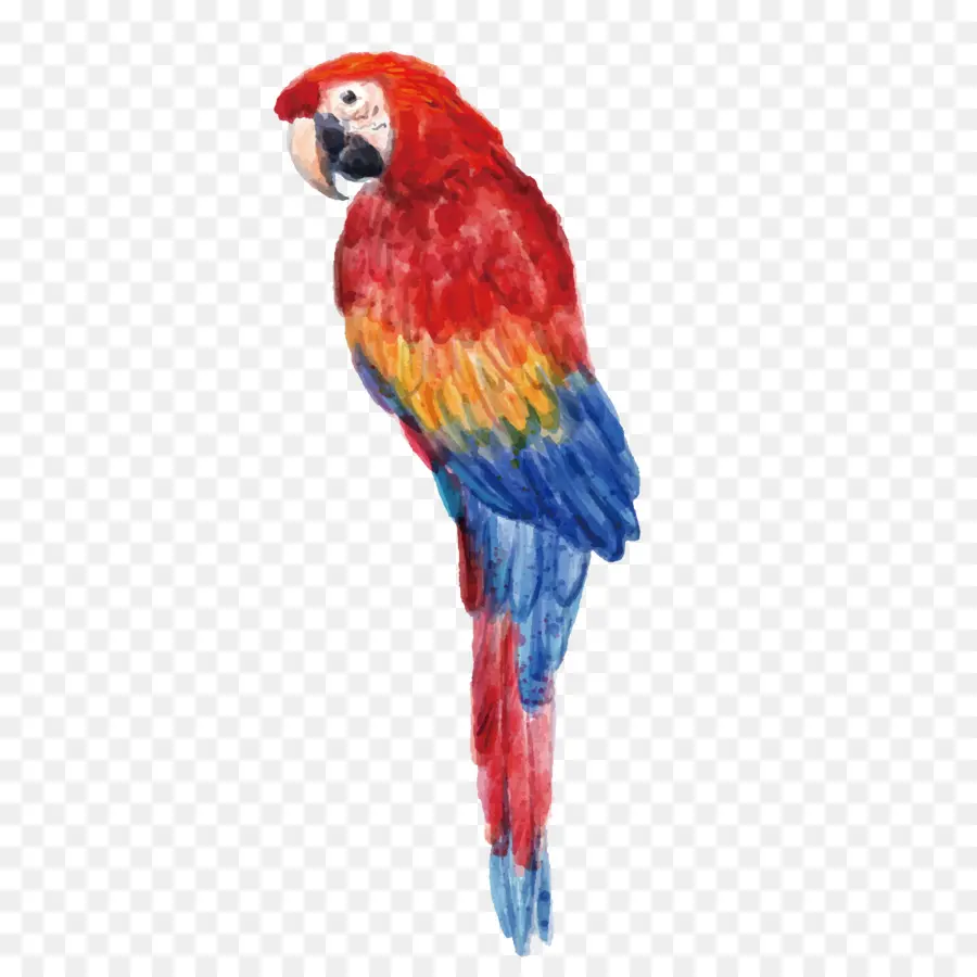 Loro，Guacamayo PNG