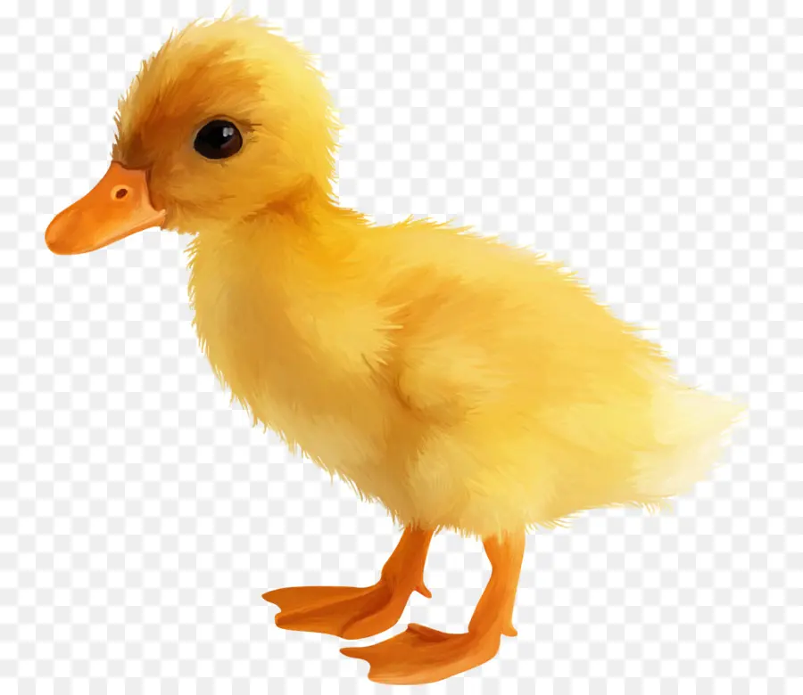 Pato，Pato Amarillo PNG