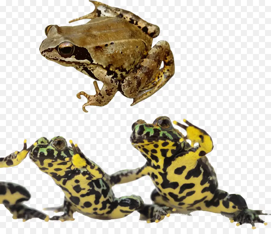 Ranas，Anfibio PNG