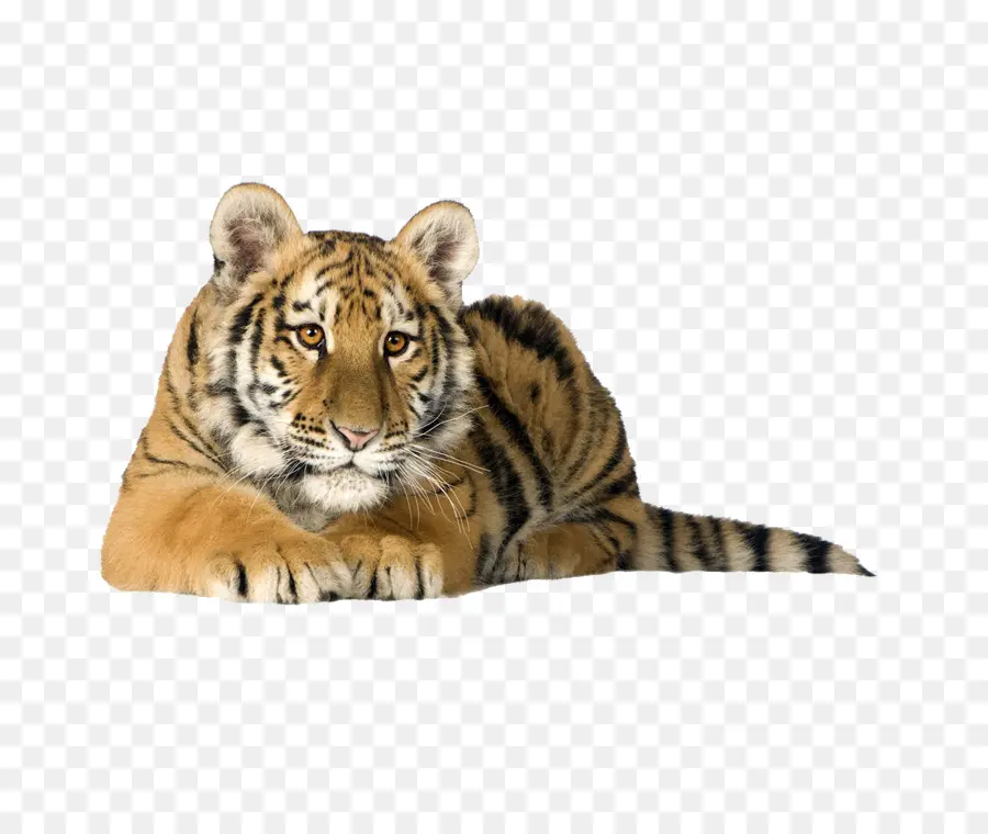 Tigre，Felino De Gran Tamaño PNG