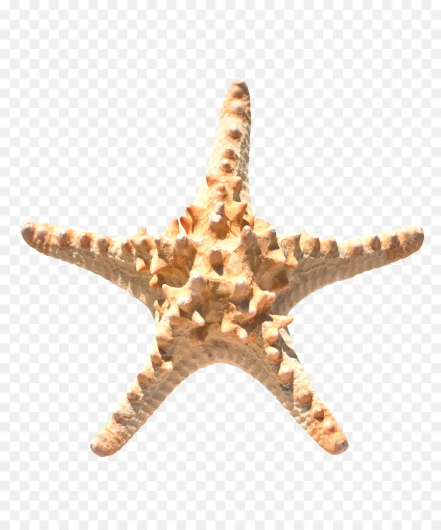 Estrella De Mar，Brown PNG