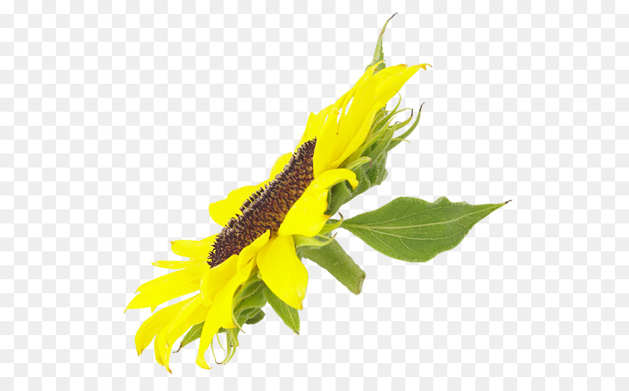 Común De Girasol，Flor PNG