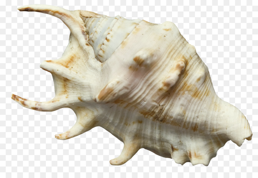 Concha，La Concha PNG