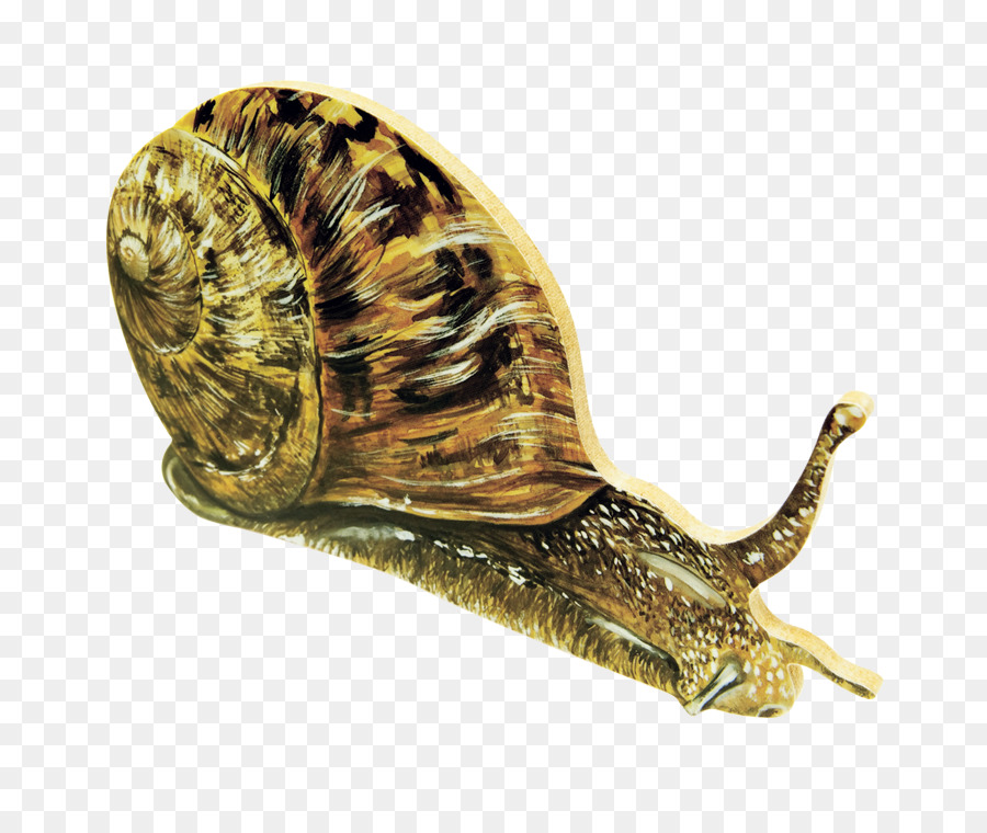 Caracol Marrón，Caparazón PNG