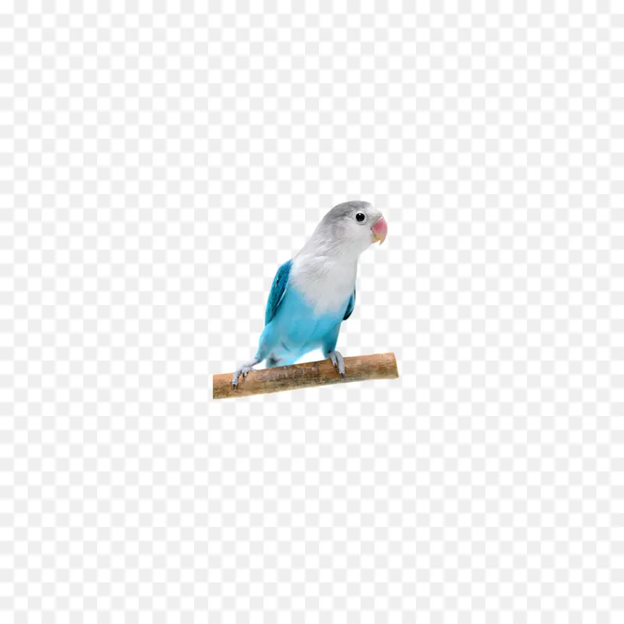 Pájaro，Fischers Lovebird PNG