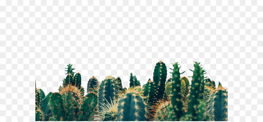 Cactus，Suculento PNG