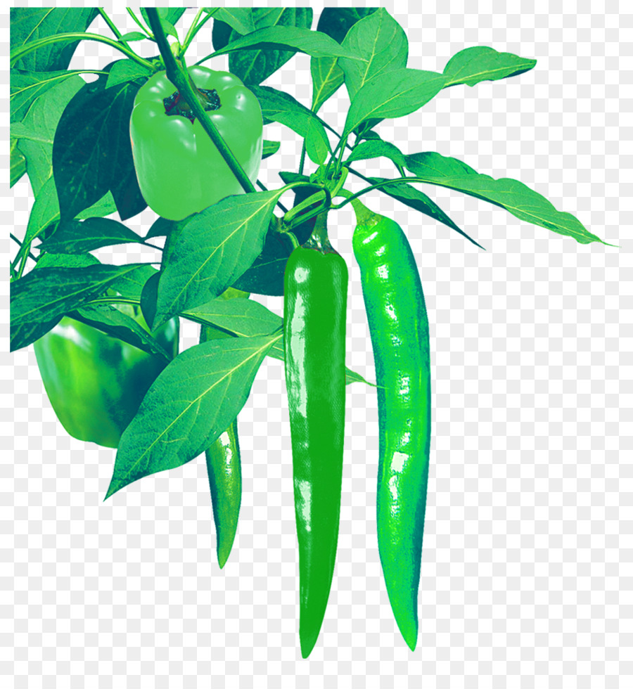 Pimientos Verdes，Picante PNG