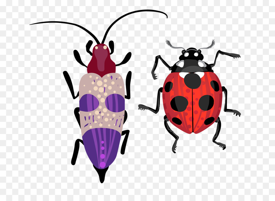 Escarabajo，Dibujo PNG