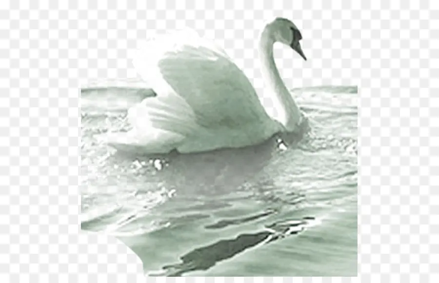 Cisne，Agua PNG