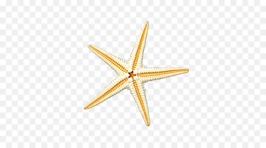 Estrella De Mar，Mar PNG