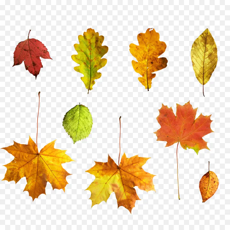 Otoño，De Hoja Caduca PNG