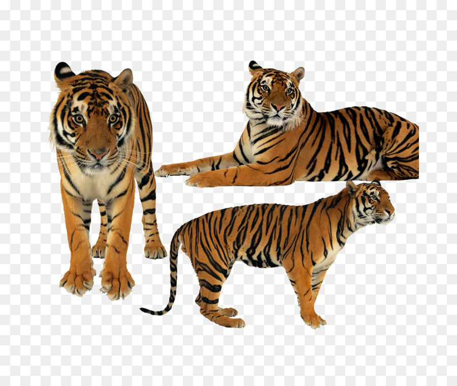 Tigre，Postscript Encapsulado PNG