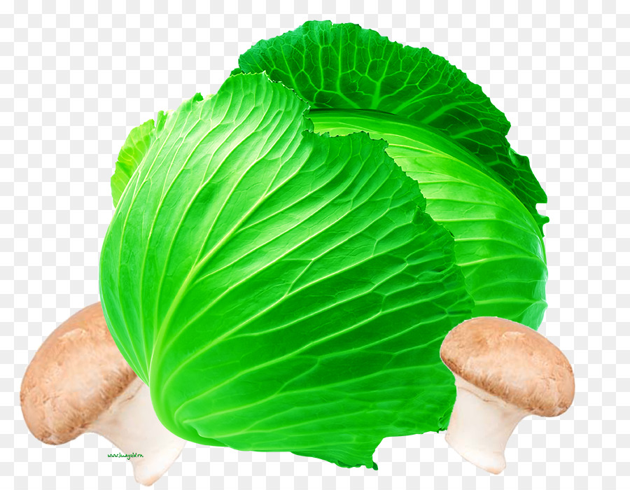 Vegetal，Col PNG