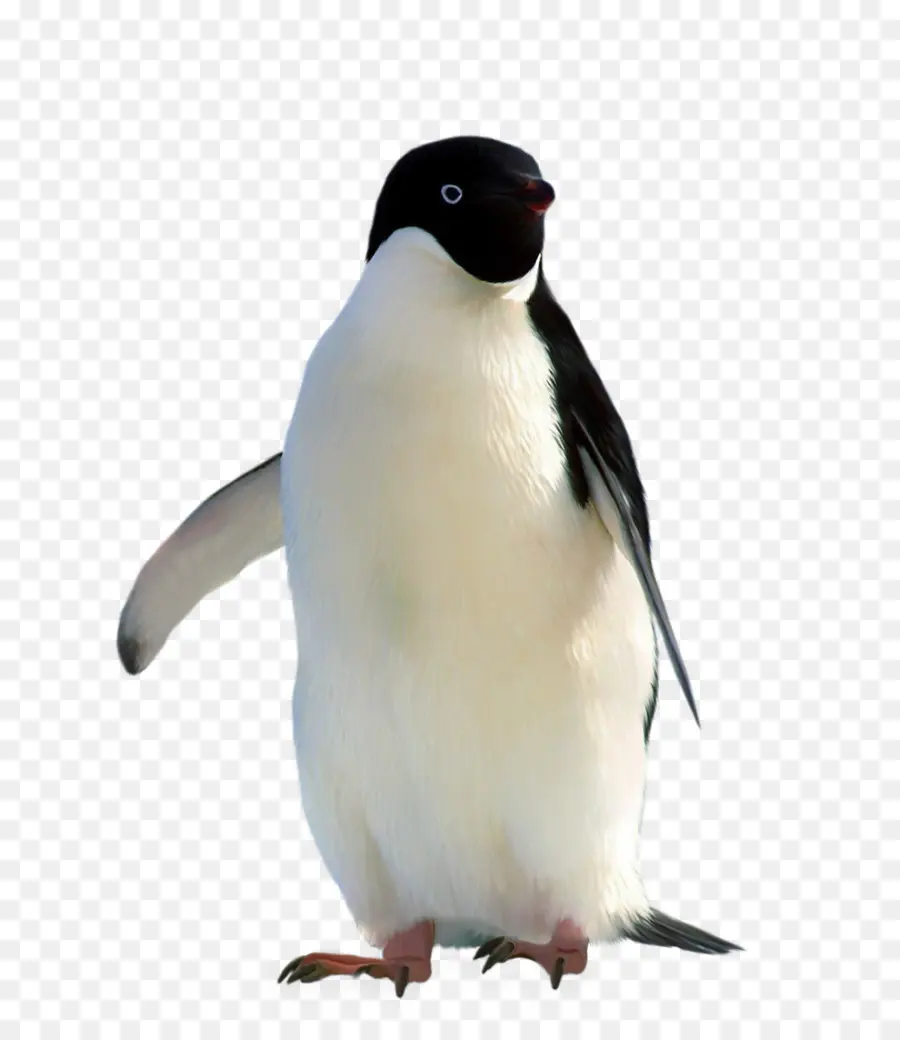 Penguin，Gratis PNG