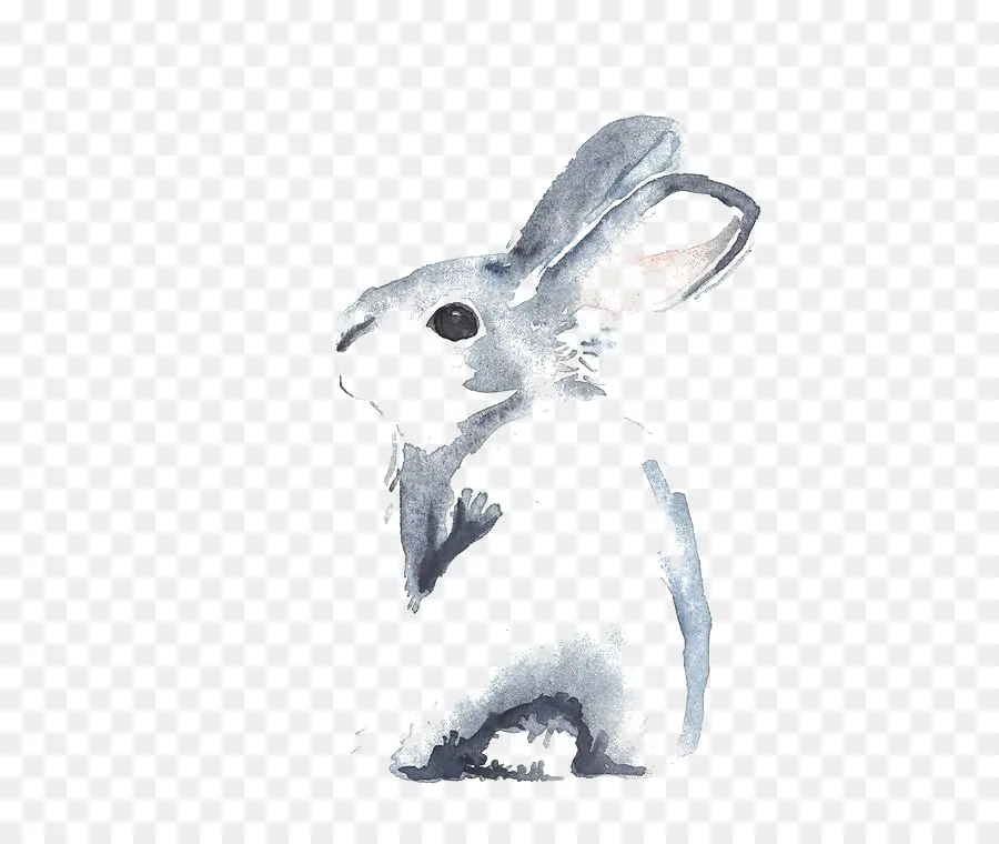 Canela Conejo，Conejo PNG
