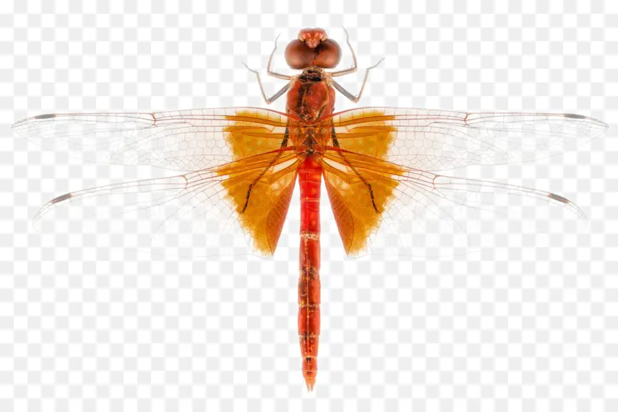 Scarlet Libélula，Los Insectos PNG
