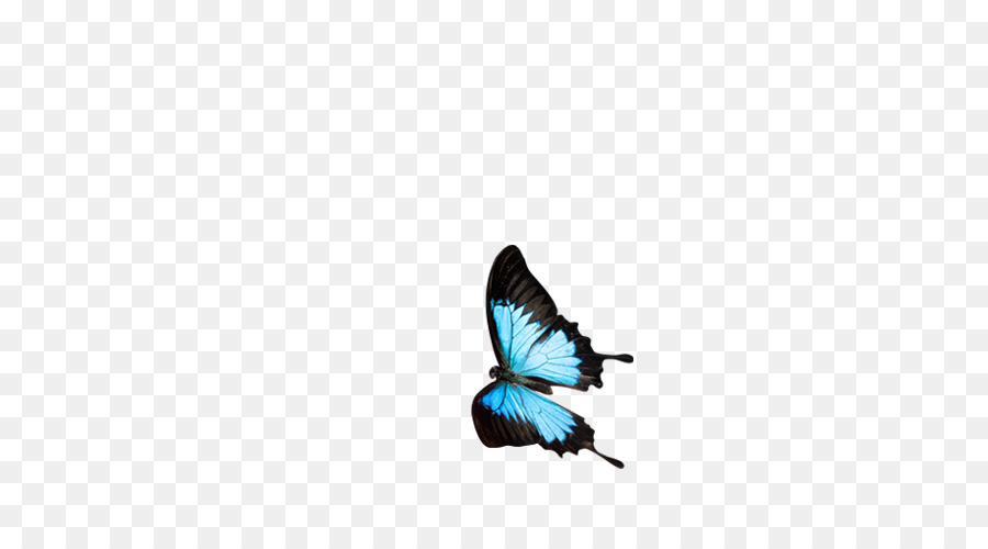 Mariposa，Azul PNG