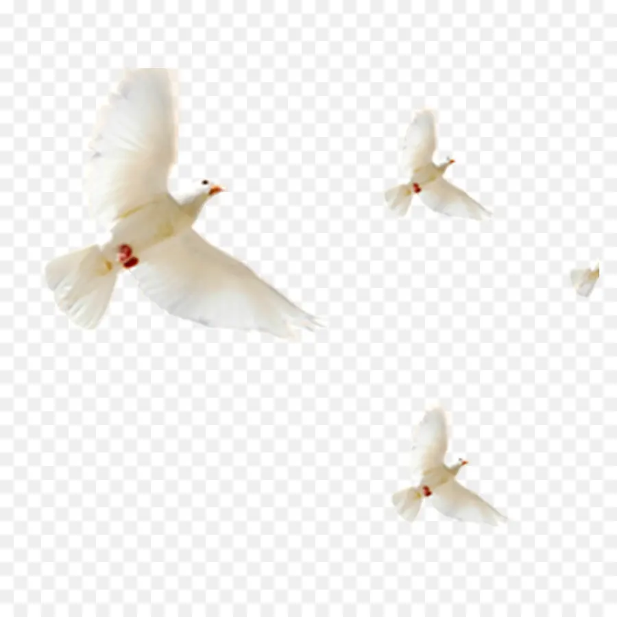 Palomas，Paz PNG