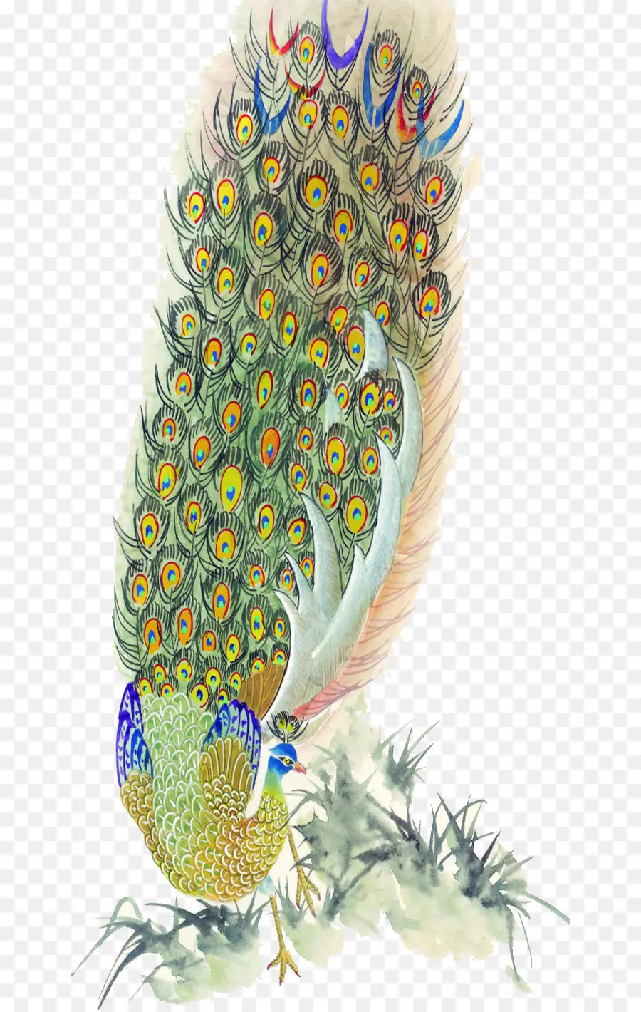 Pájaro，Pavo Real PNG