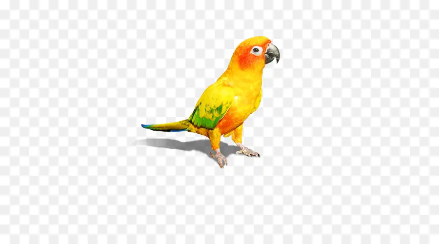 Budgericar，Parrot PNG