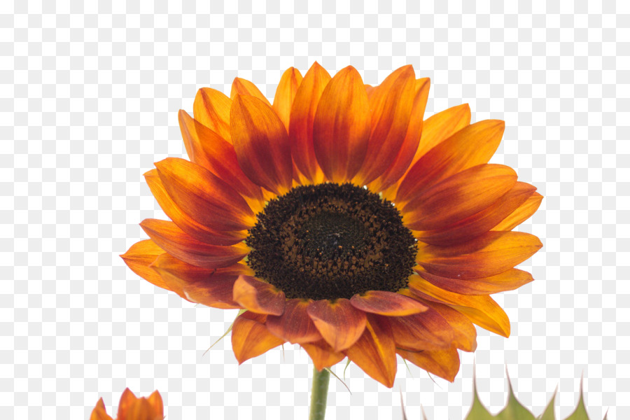 Girasol Amarillo，Hojas Verdes PNG