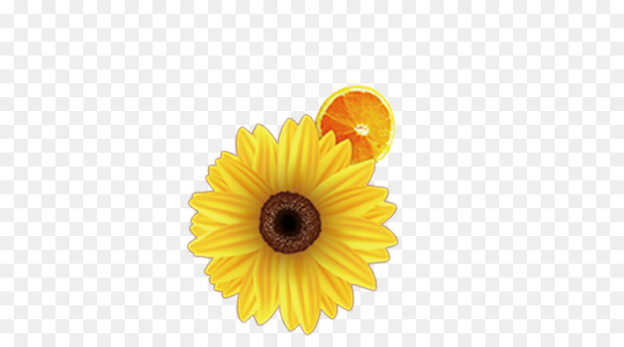 Común De Girasol，Descargar PNG