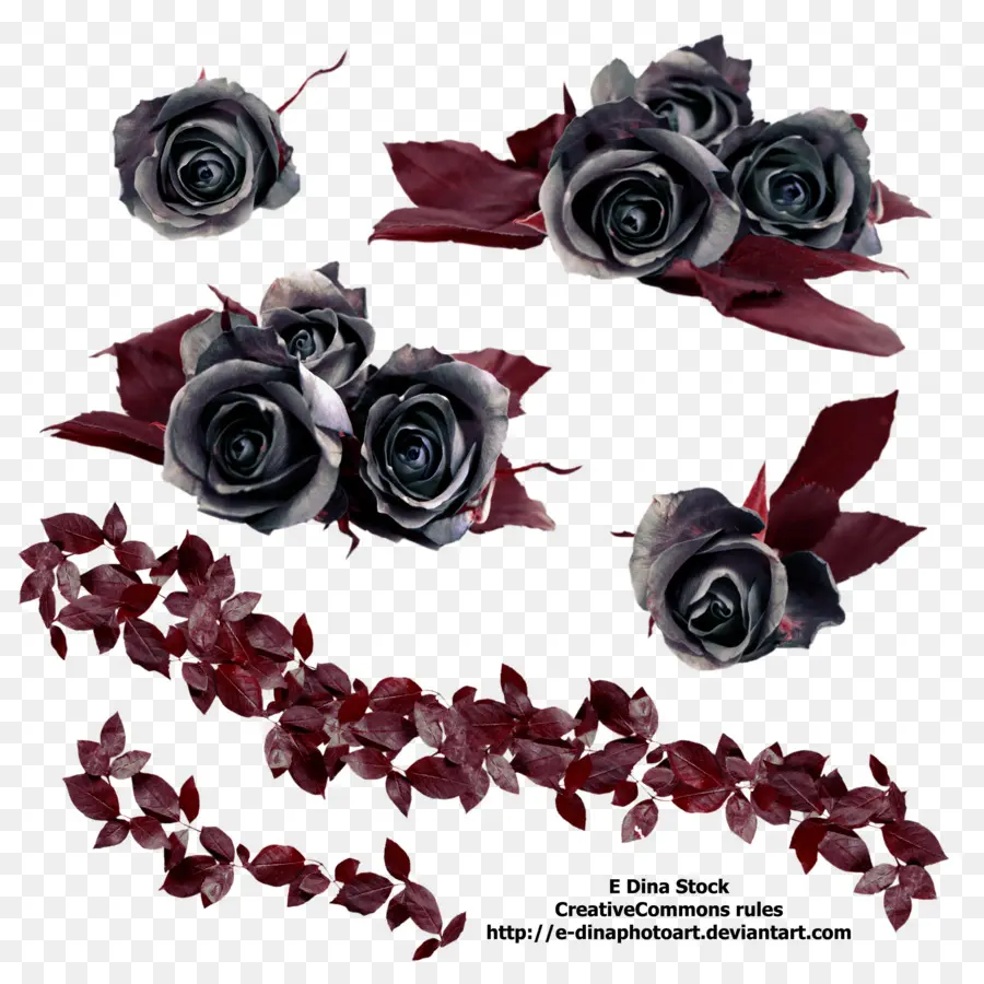 Rosa，Black Rose PNG