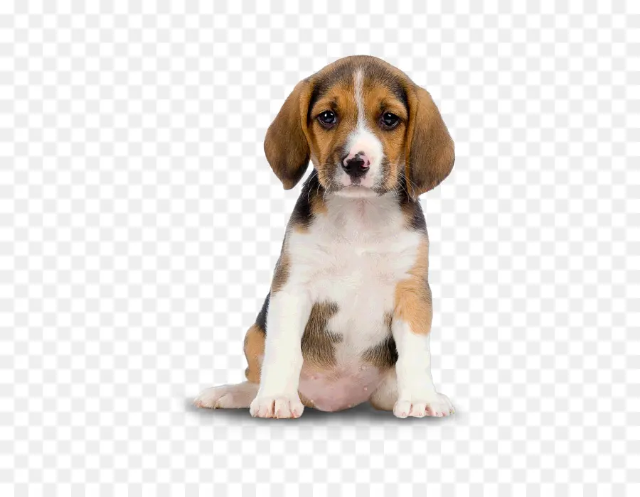 Cachorro，Perro PNG