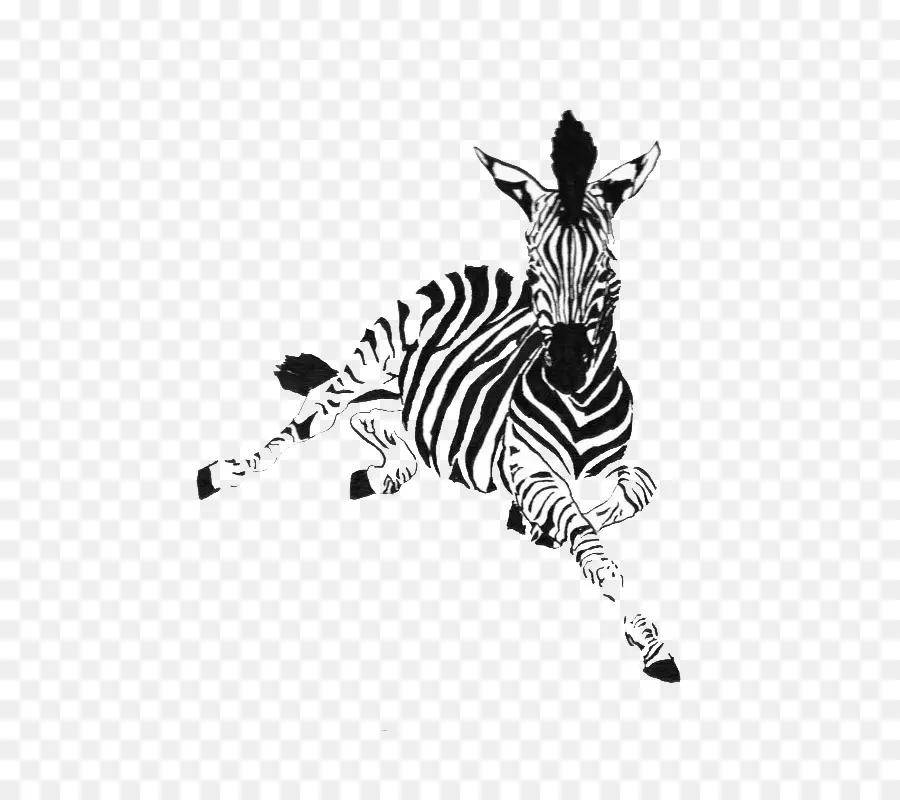 Zebra，Caballo PNG